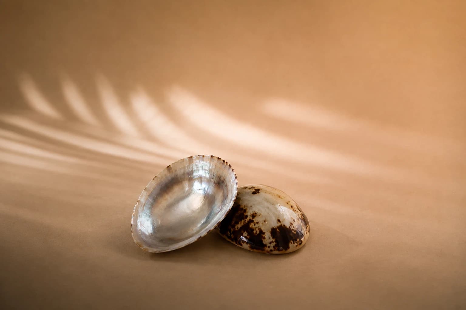 Coquillage d'allaitement en nacre naturelle