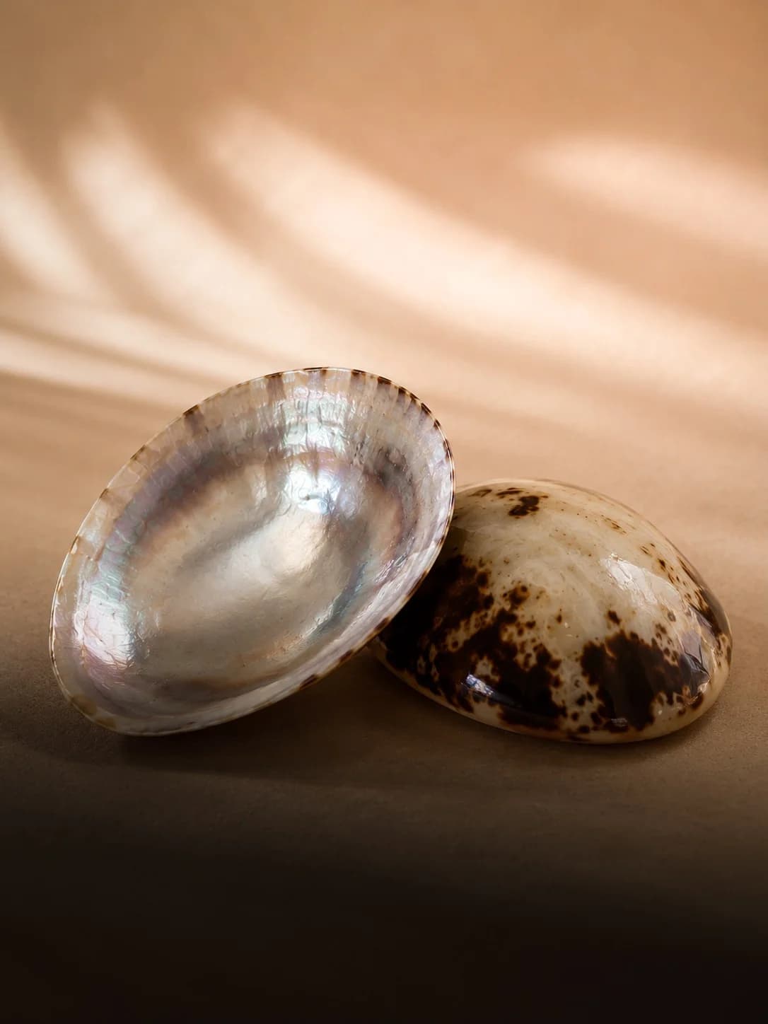 Coquillage d'allaitement en nacre naturelle