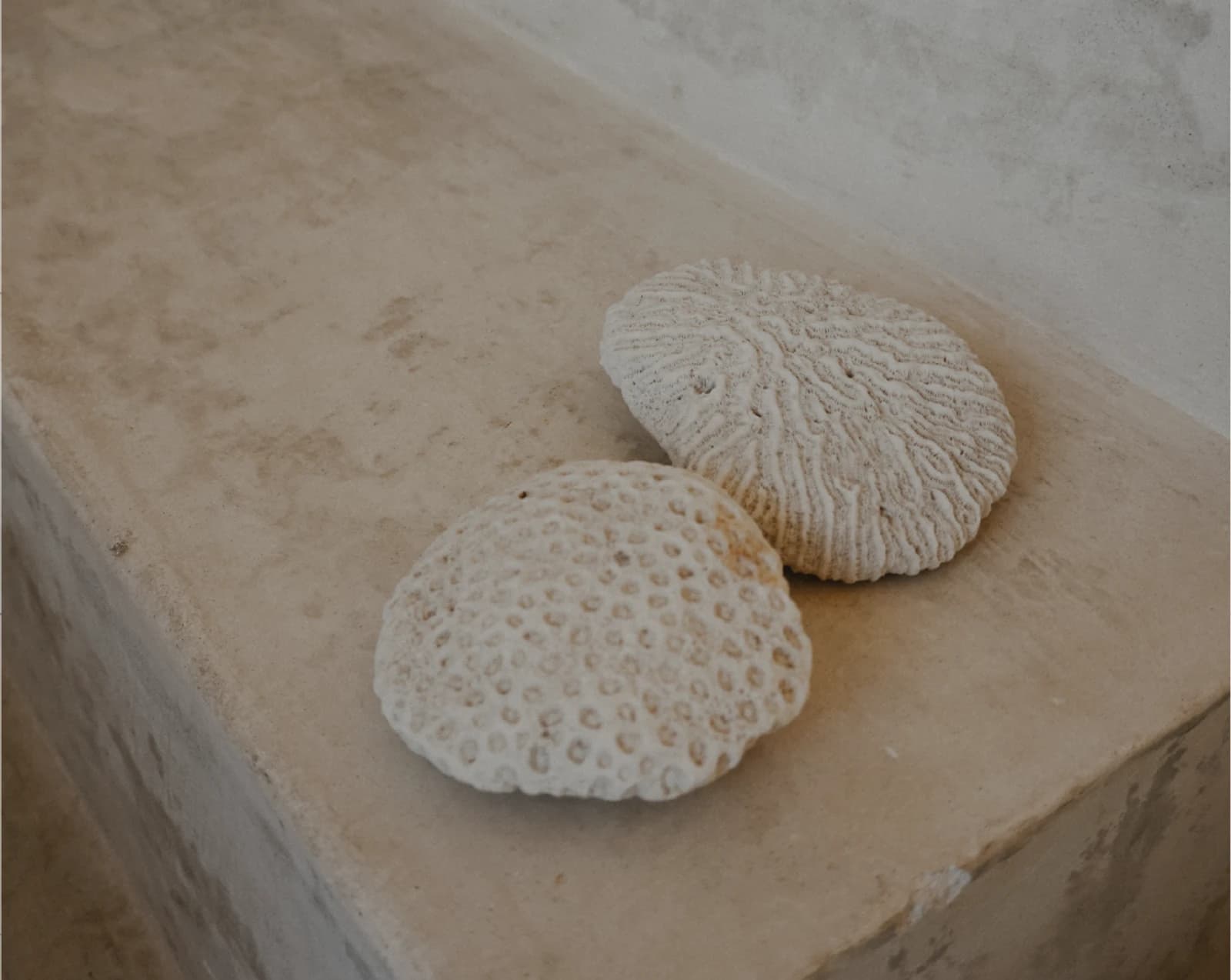 Deux coquillages naturels de tailles différentes posés sur une pierre claire